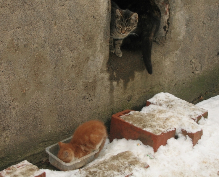 Поговорим о кошках 42