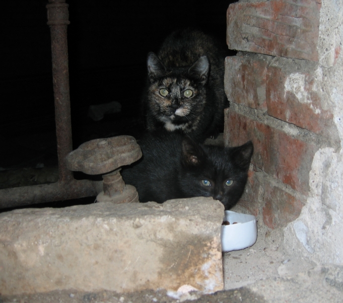 Поговорим о кошках 42