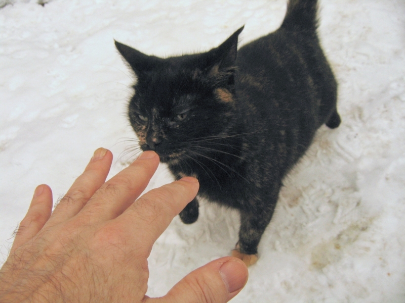 Поговорим о кошках 42