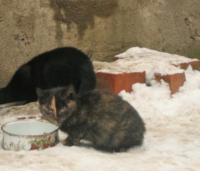 Поговорим о кошках 42