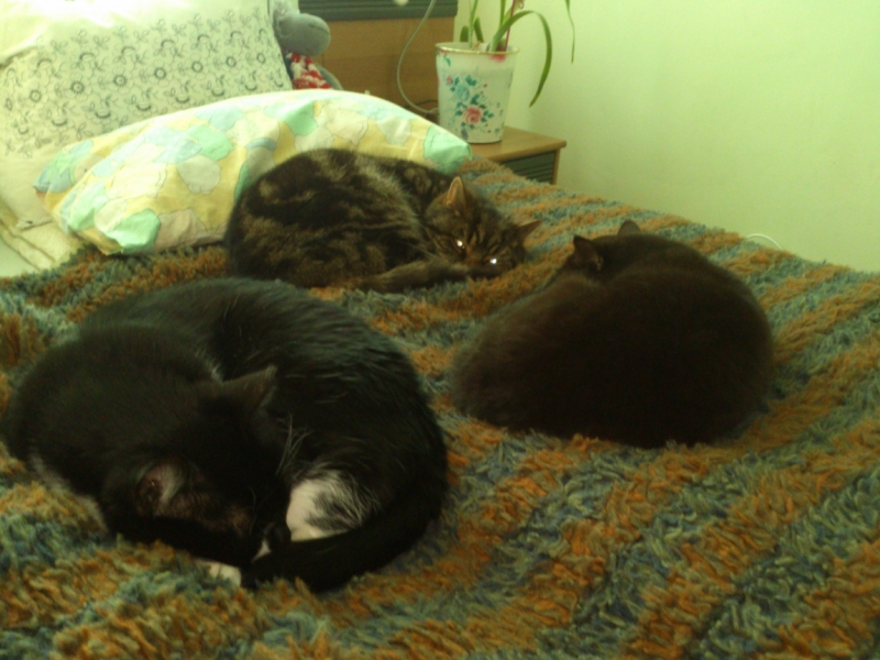 Поговорим о кошках 42