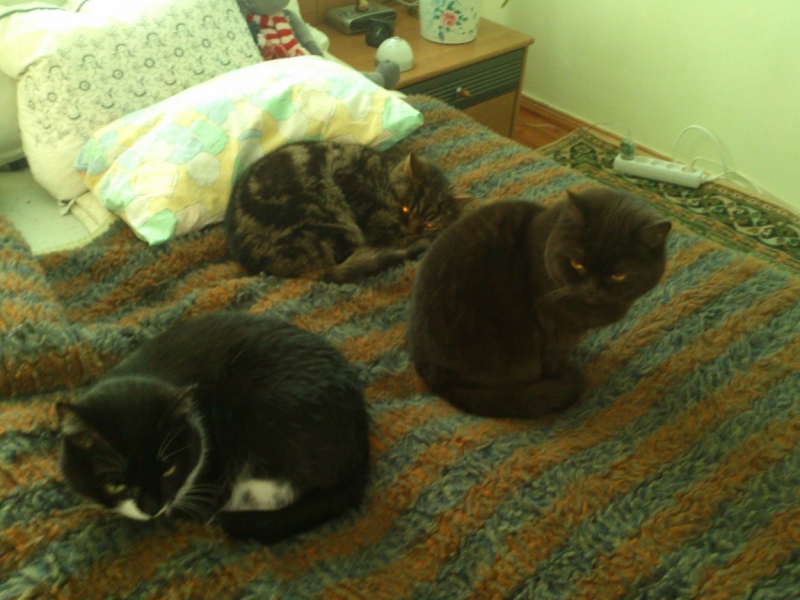 Поговорим о кошках 42