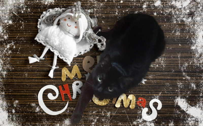 Поговорим о кошках 42