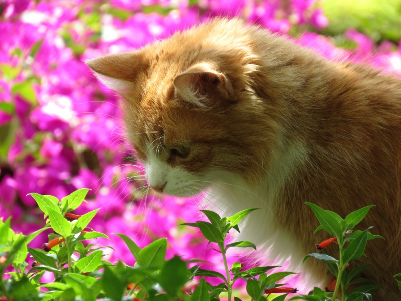 Поговорим о кошках 42