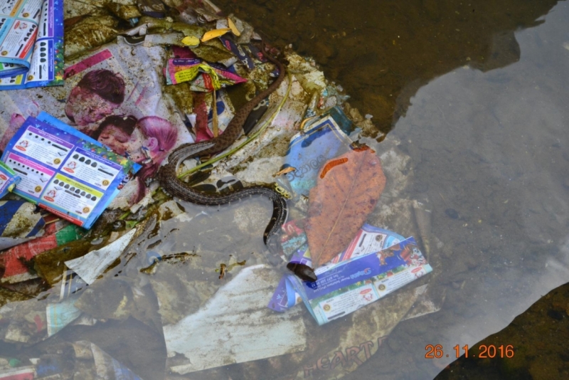 Она ждала нас! Наша Шри Ланка, ноябрь 2016