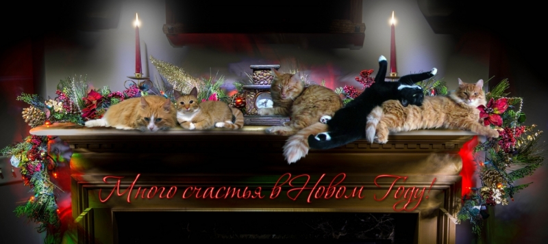 Поговорим о кошках 42