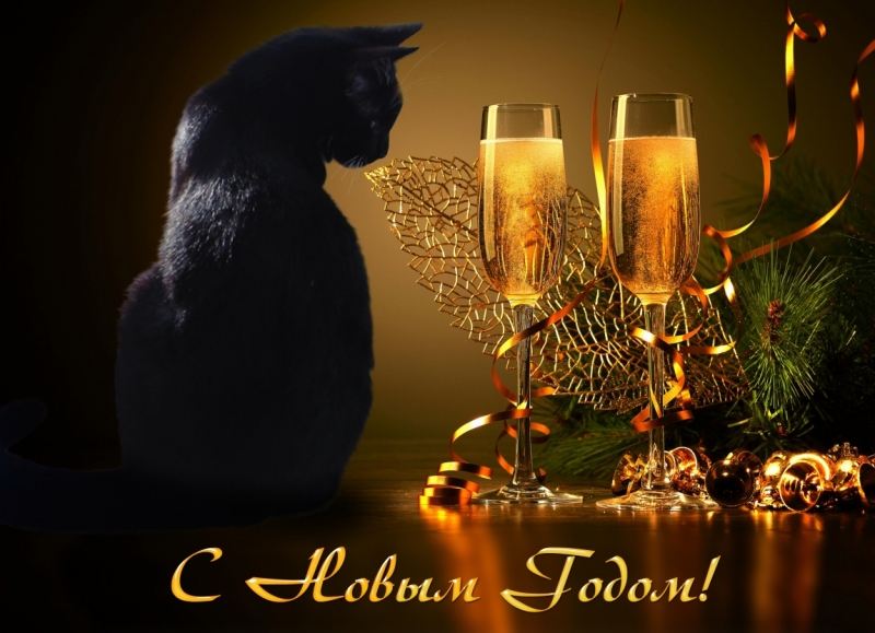 Поговорим о кошках 42