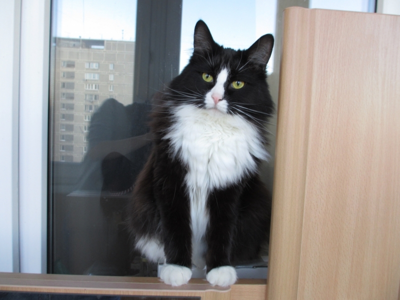 Поговорим о кошках 42