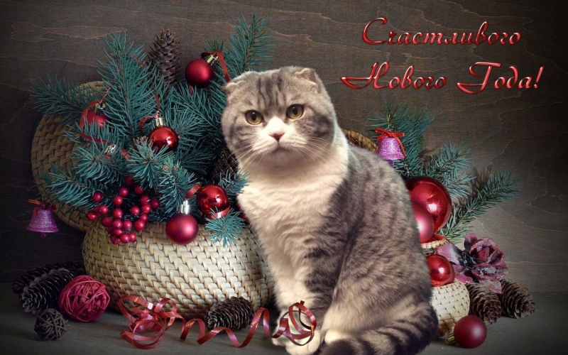 Поговорим о кошках 42