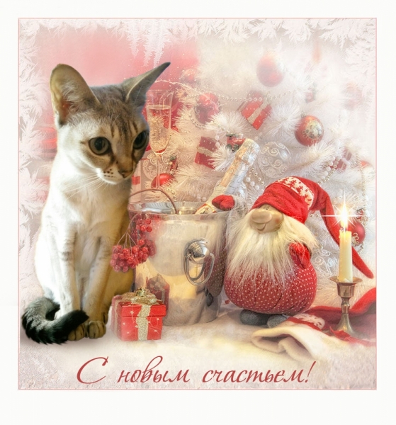 Поговорим о кошках 42