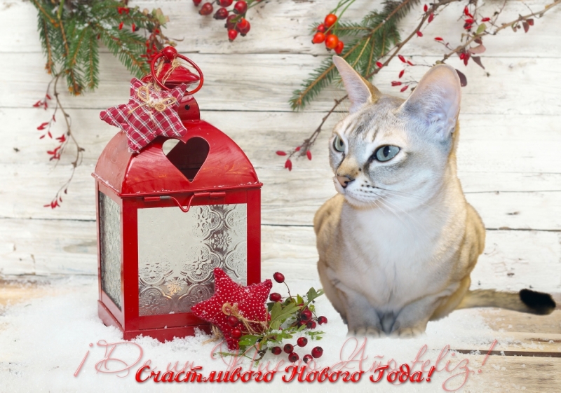 Поговорим о кошках 42