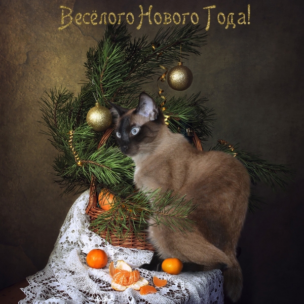 Поговорим о кошках 42