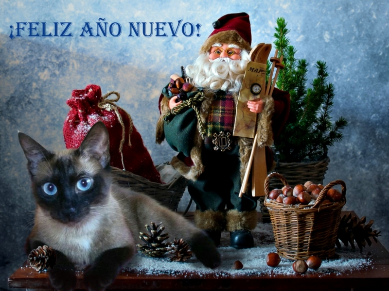 Поговорим о кошках 42