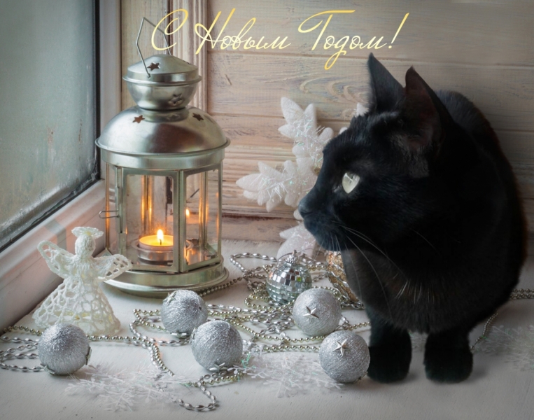 Поговорим о кошках 42