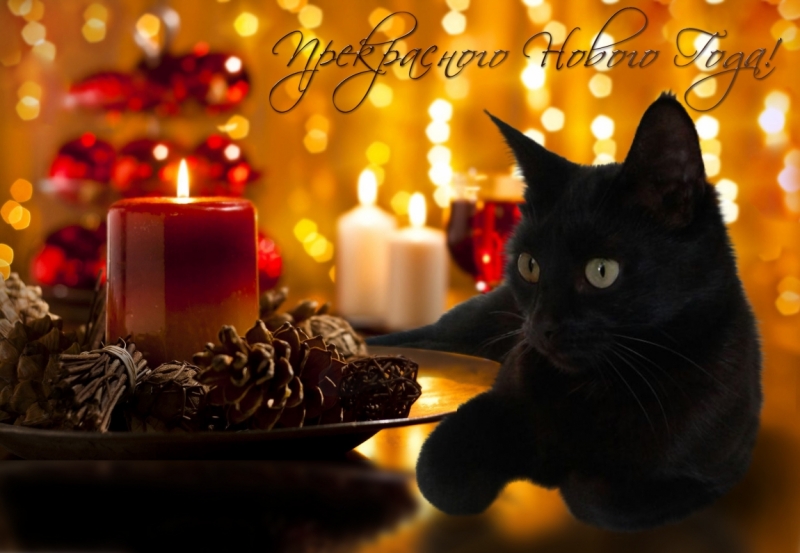 Поговорим о кошках 42