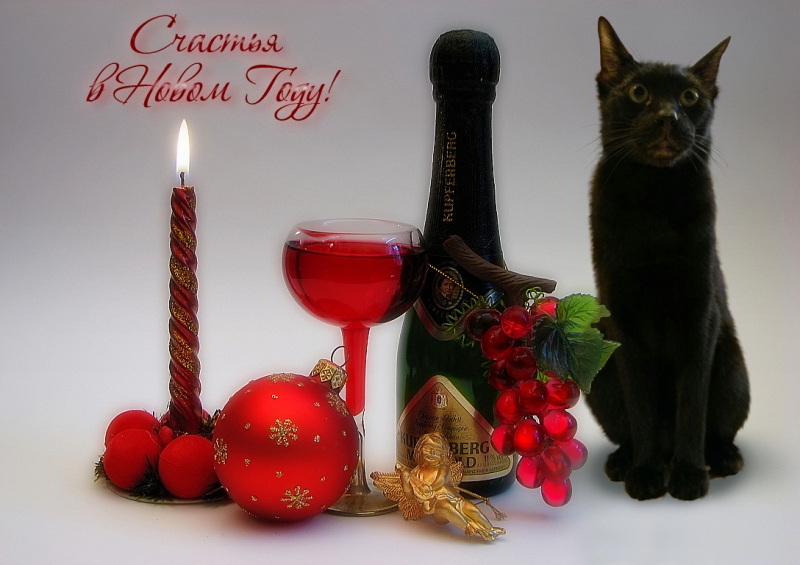 Поговорим о кошках 42