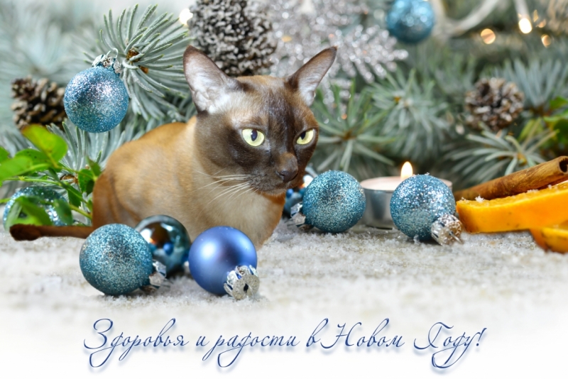 Поговорим о кошках 42