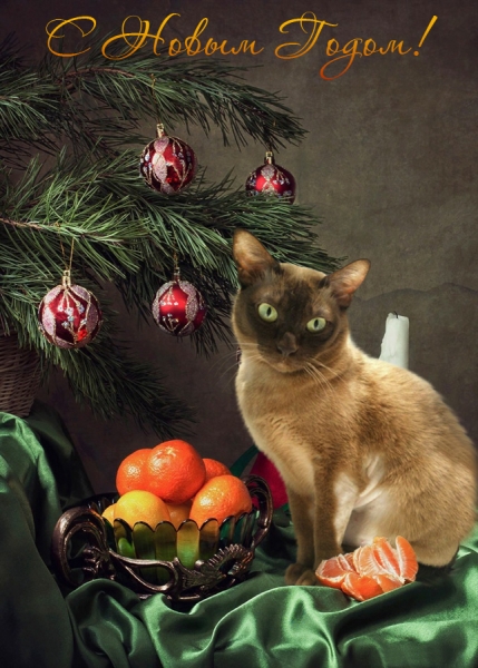 Поговорим о кошках 42