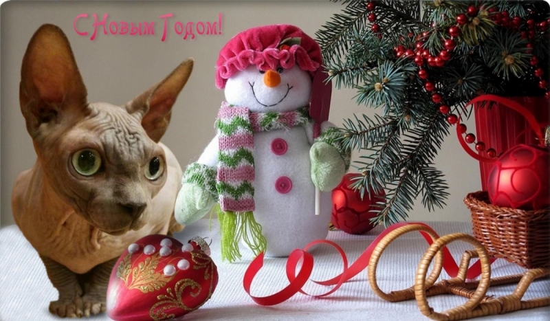 Поговорим о кошках 42