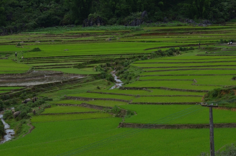 Северный Вьетнам.Ha Noi-Sapa-Mu Cang Chai-Cat Ba-Nha Trang-Ho Chi Minh