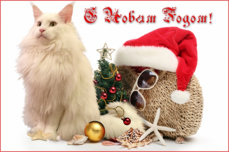 Поговорим о кошках 42