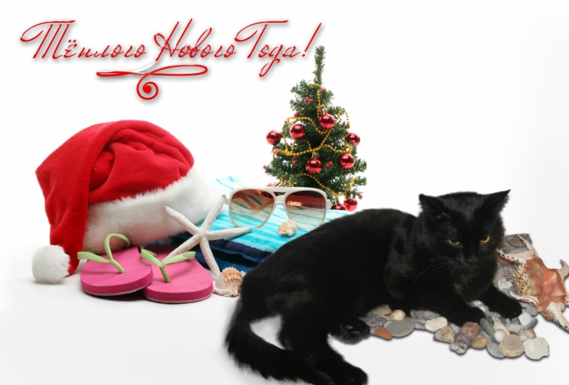 Поговорим о кошках 42