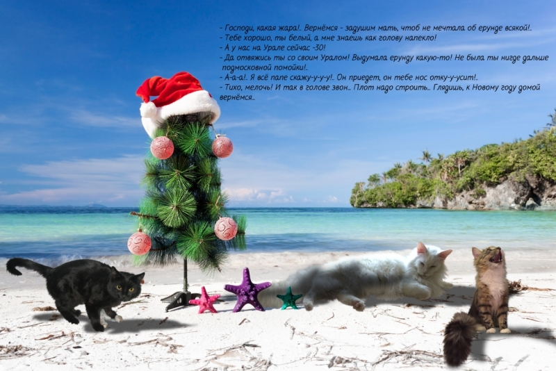 Поговорим о кошках 42