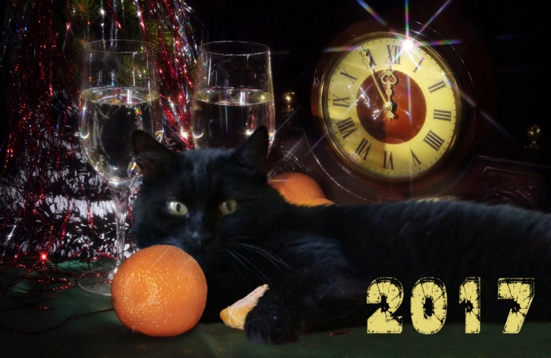 Поговорим о кошках 42