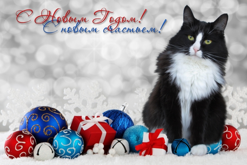 Поговорим о кошках 42