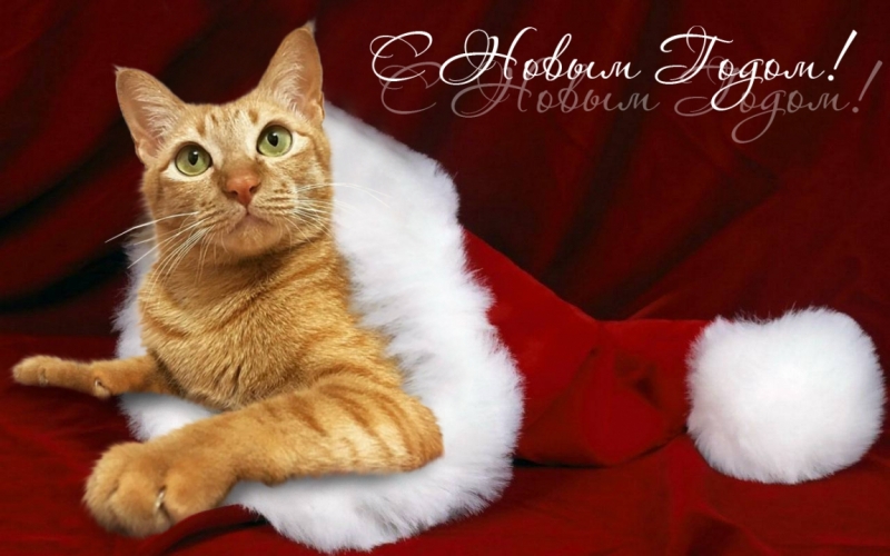 Поговорим о кошках 42