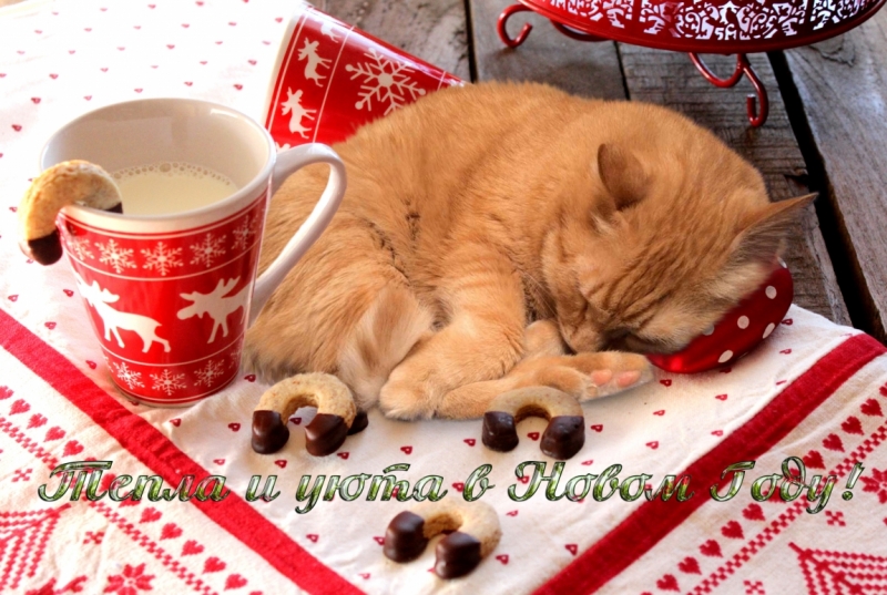 Поговорим о кошках 42