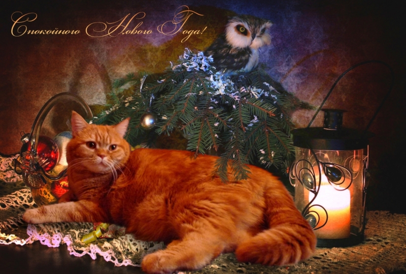 Поговорим о кошках 42