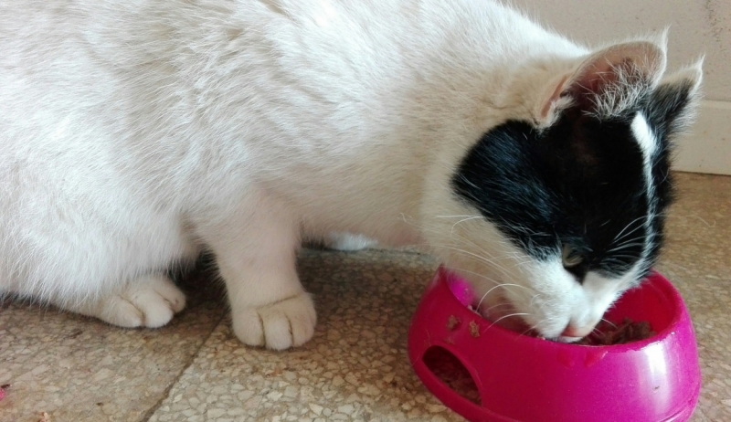 Поговорим о кошках 42