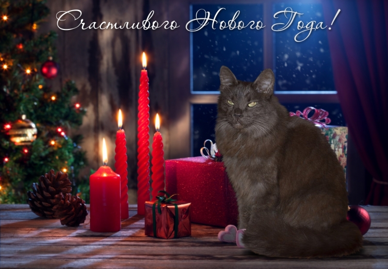 Поговорим о кошках 42