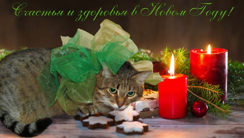 Поговорим о кошках 42