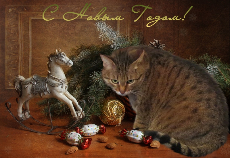 Поговорим о кошках 42