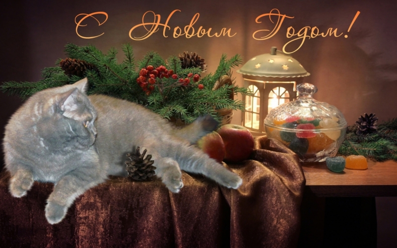 Поговорим о кошках 42