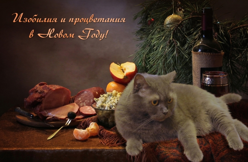 Поговорим о кошках 42