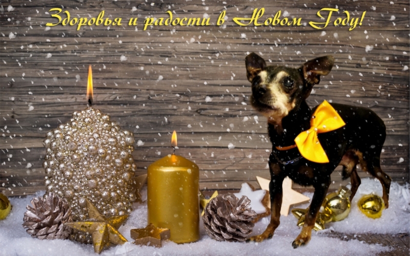 Поговорим о кошках 42