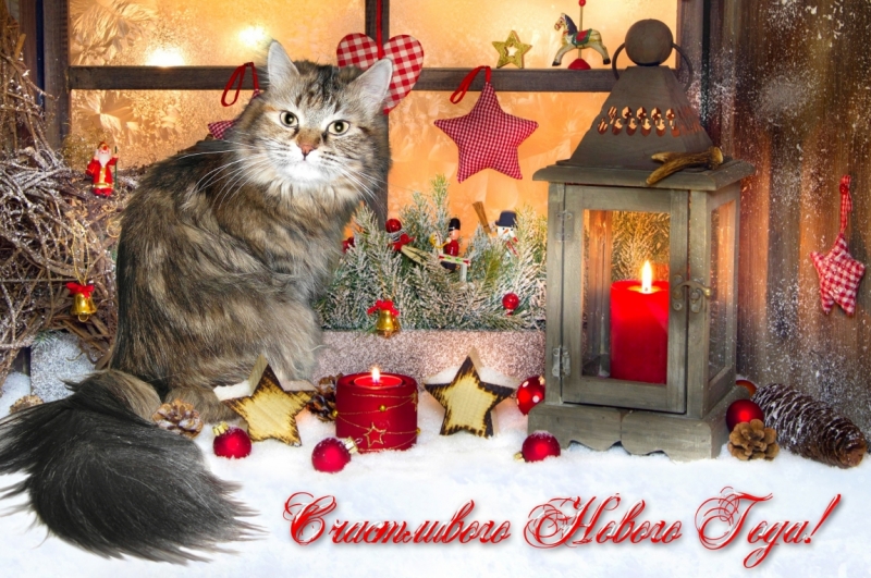 Поговорим о кошках 42