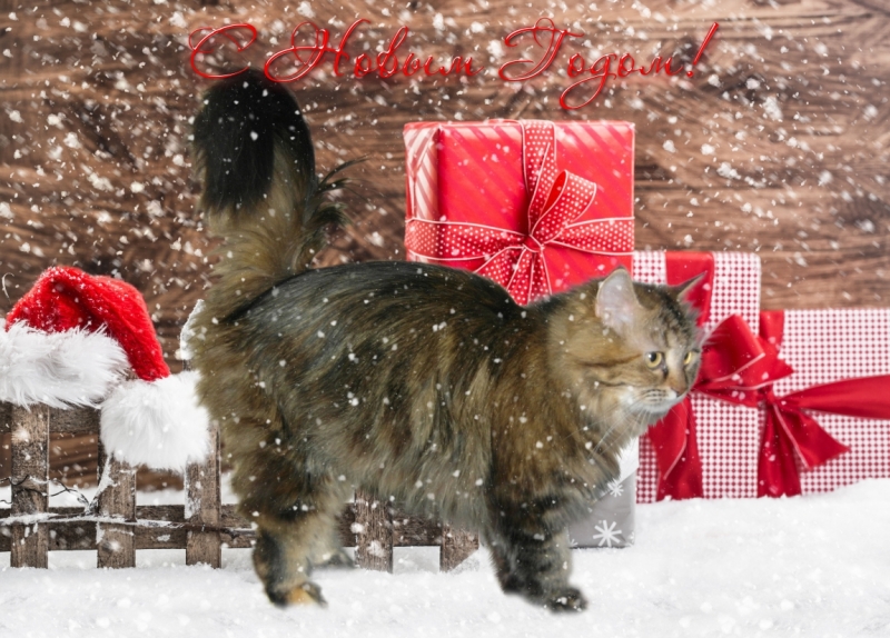 Поговорим о кошках 42