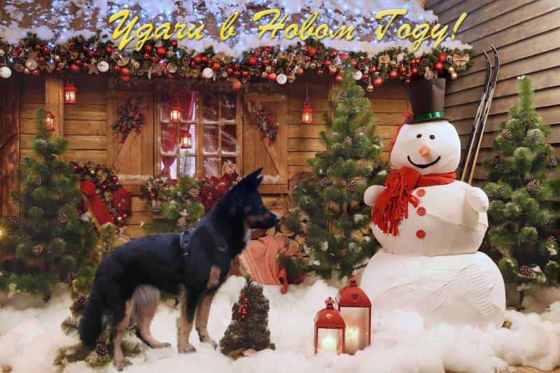 Поговорим о кошках 42