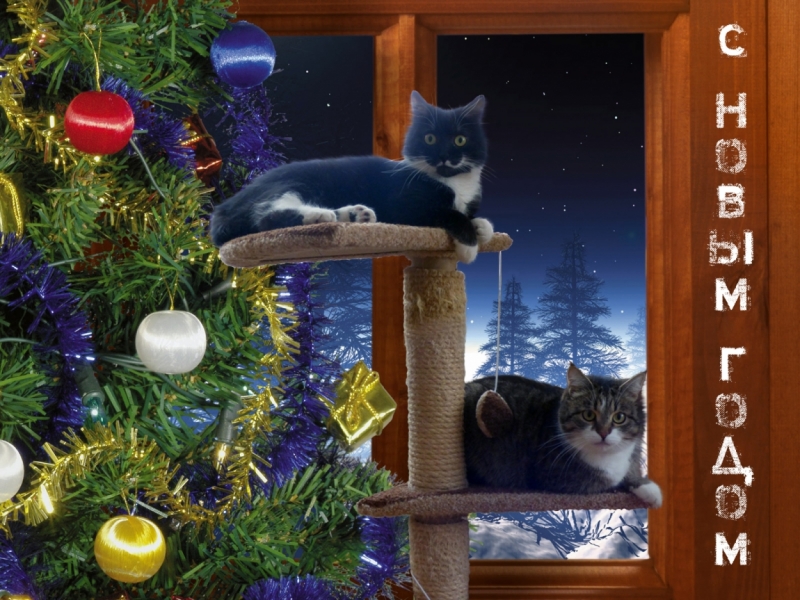 Поговорим о кошках 42