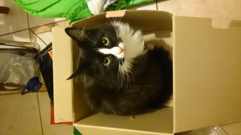 Поговорим о кошках 42