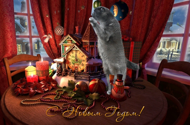 Поговорим о кошках 42