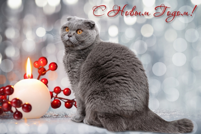 Поговорим о кошках 42