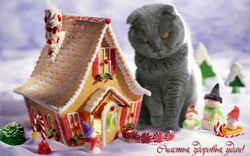 Поговорим о кошках 42