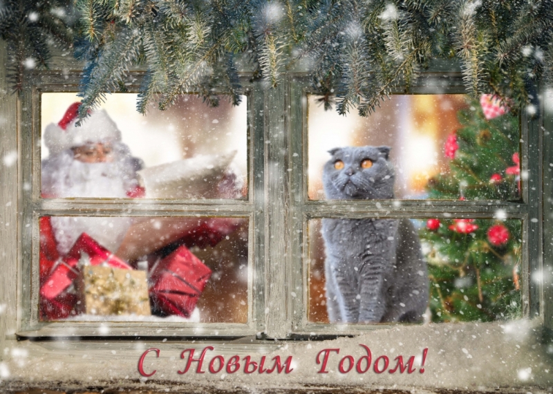 Поговорим о кошках 42