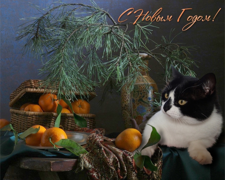 Поговорим о кошках 42