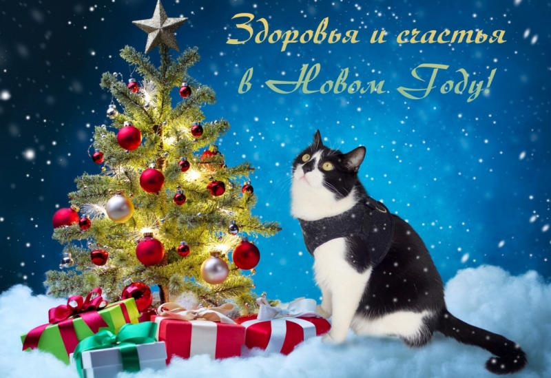 Поговорим о кошках 42